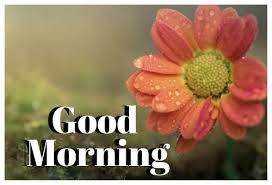 Good morning images download for whatsapp & facebook friends, since we've got whatsapp among people, it has become a very important part of our lives. Good Morning Flower Images Free Download Good Morning