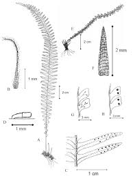 Image result for Lellingeria