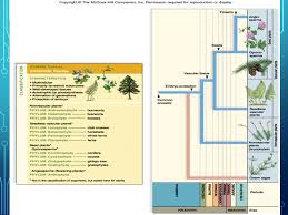 Reproduction:sexual reproduction occurs in most and asexual reproduction in some Diversity Of Plants Domain Eukarya Kingdom Plantae Ppt Download