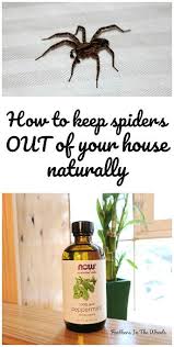 Home Remedies To Keep Spiders Out Of Your House Spiders Repellent Get Rid Of Spiders Repellent Diy