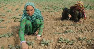 Why Restrictions On Renting Agricultural Land In India Must Go