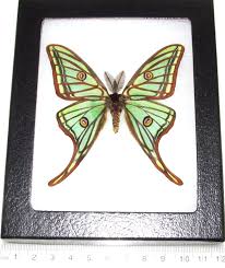 Graellsia on alta vista, nov. Bicbugs Graellsia Isabellae Green Spanish Moon Moth Saturn Moth Male Spain