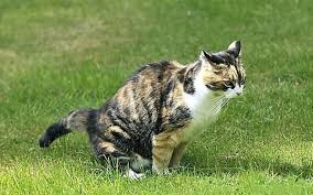 Huhnerhaltung Im Garten Tipps Fur Anfanger Grundrezept Katzen Tiere