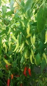 por mp chilli plant fruit garden organic vegetables