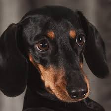 · 3) what is the largest breed of dog? Dachshund Quiz Trivia Questions And Answers Free Online Printable Quiz Without Registration Download Pdf Multiple Choice Questions Mcq
