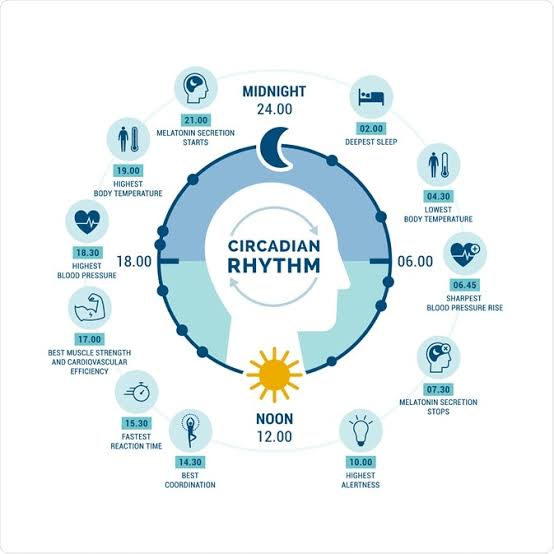 24시간 생체 주기(Circadian Rhythm) 다이어그램, AI로 생성