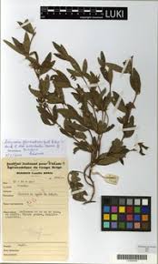 Image result for Eriosema laurentii