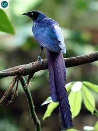 Tropical Birds With Long Tail Feathers Sao Biếc đuoi Dai Chau Phi Long Tailed Glossy Starling Lamprotornis Caudatus Sturnidae Iucn Red List Of Threatened Colorful Birds Starling Beautiful Birds