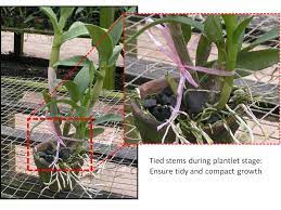 Dendrobium Toh Garden Singapore Orchid Plant Flower Grower