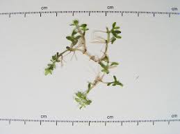 Image result for Cantinoa americana