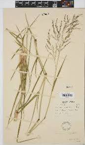 Image result for Panicum subalbidum