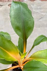 Image result for Chlorophytum Amaniense