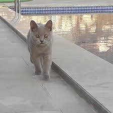 Yardimci Olun Lutfen Kedim Kayip Bulamiyorum Sabahtan Beri Bakmadigim Yer Kalmadi Hayvanlarimi Seviyorum Ve Onlara Bisey Olunca Canimdan Can Gidiy Cats Animals