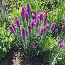 Image result for Tetragonia spicata