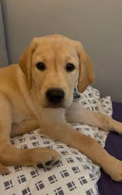 Another day with this playful silly boy! Max is one little ball of fun  energy! He loves to rip and around and play 24/7 but is also a little  shadow and loves