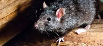 They are poisonous to both humans and mice. How To Get Rid Of Rats In The Roof Without Poison Fantastic Pest Issues