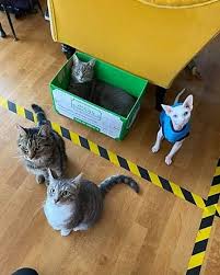 For all cat lovers, we provide a friendly, relaxing cafe. New Home For Darling Darlings Cat Cafe On Yarmouth Seafront Great Yarmouth Mercury