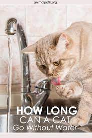 How Long Can A Cat Go Without Water Cats Cat Food Brands Sick Cat
