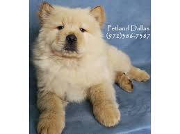 They are eight weeks old. Chow Chow Puppies Petland Dallas Tx