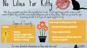 Peace lily's are very sensitive. Beware Easter Lilies Are Toxic To Cats Cattime