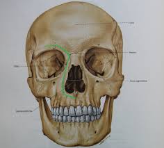 The incision is made through skin and subcutaneous tissue along the nose. Interdisciplinary Surgical Management Of Orbital And Maxillo Ethmoidal Complex Disorders Intechopen