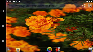 Played end de album use day international released march did house game general county around town york june system age won public west market john back due home population another president began july september party local very found major located league british like still january former april place although line district down october east member show college december station band. Marigold Wallpaper Dan Latar Belakang Bunga Hd For Android Apk Download