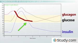 Homeostasis Of Glucose Levels Hormonal Control And Diabetes