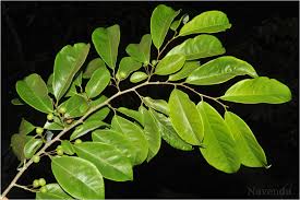 Image result for Margaritaria