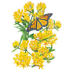 My plant arrived healthy &amp; Hello Yellow Milkweed Butterfly Flower Seeds Flowers Botanical Interests
