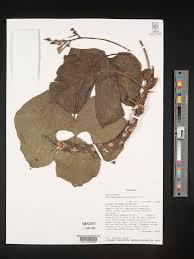 Image result for Cylicomorpha parviflora