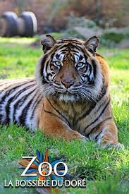 Tigress is also what someone calls a female tiger or a woman that is beautiful, strong and can handle themselves with any problem. Tigresse De Sumatra C Zoobdd Picture Of Zoo La Boissiere Du Dore La Boissiere Du Dore Tripadvisor