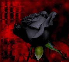 Maintenant, vous pouvez rendre vos appareils si cool et courageux avec cette application de fond d'écran. Rose Noire Fond D Ecran Telecharger Sur Votre Mobile Depuis Phoneky