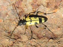 A native of asia, it has become established, and caused significant. Dollzis Black And Yellow Beetle Uk