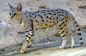 Savannahs All Cat Breeds Domestic Cat Breeds Hybrid Cat
