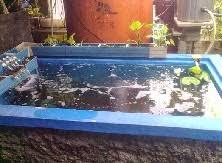 Koleksi udang galah hidup beserta dengan beberapa ekor ikan misteri di dalam kolam/holding tank milik bapa aku. Www Klfx Blogspot My Cara Ternak Sendiri Udang Kara Dirumah Set