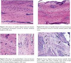 We did not find results for: Osteocyte Lacunae Features In Different Chicken Bones Universite De Liege
