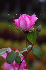 Pearl Photo Beautiful Rose Flowers Rose Flower Wallpaper Beautiful Flowers Wallpapers