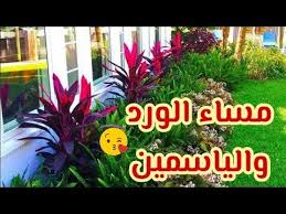 مساء الخير همسات مسائيه مساء السعاده Youtube Plants