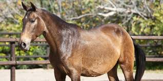 We are located in andalusia and specialize in andalusian equine tourism. Buckskin Mare Andalusian By Yeguada Dimoba Gergal Dm