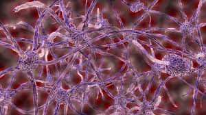 The cns is made up of the brain, spinal cord and optic nerves. Tackling Multiple Sclerosis With A Plant Sugar Fiercebiotech