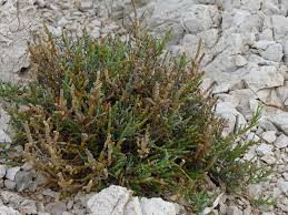 Image result for Sarcocornia perennis