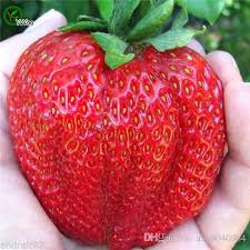 The strawberry tree (arbutus unedo) is a native fruit tree to the mediterranean basin, western europe, france and ireland. 2021 Giant Strawberries Seeds Organic Fruit Tree Seeds Home Garden Fruit Plant Can Be Eaten F010 From A308040964 1 51 Dhgate Com