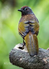 Image result for Erythrocephalum decipiens