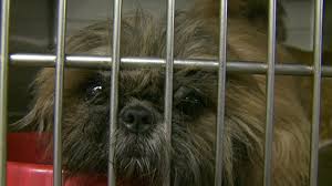 Minnie pearl came to us when she was abandoned in a parking lot wrapped in an old coat. More Than 70 Dogs Rescued From A Home In Burlington Iowa Wqad Com