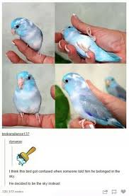 Pin By Ninja Otaku On Animal Stuff Cute Baby Animals Animals Animal Memes