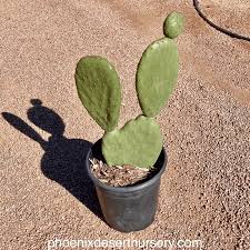 Image result for Opuntia