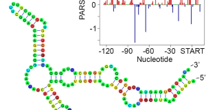 The 30s subunit is an integral part of mrna translation.it binds three prokaryotic initiation factors: Parallel Analysis Of Mrna Structure Rna Seq Blog