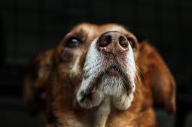 In this vlog, dr sue covers dogs and cats and tumors in the nose. Nasal Tumors In Dogs And Cats Kali S Wish Pet Cancer Support