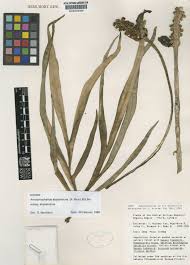 Image result for Amorphophallus abyssinicus