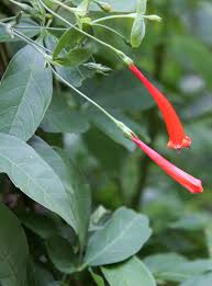 Image result for Manettia